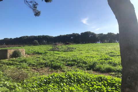 Terra a Barbate, Cadiz, Barbate - € 480.000 | Ref: vc 191 - foto 18